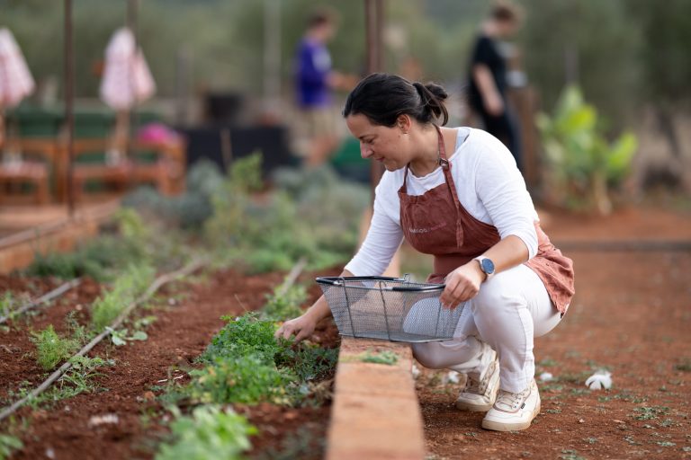 Olive Harvest Retreat